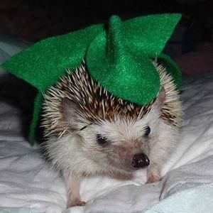 Meet your Posher, Sun